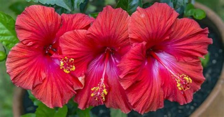 Do Hibiscus rosa sinensis come back every year?