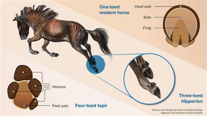 Do horses have a double suspension gallop?