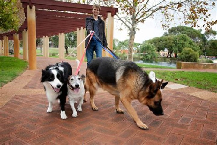 Do I need to walk my dog everyday?