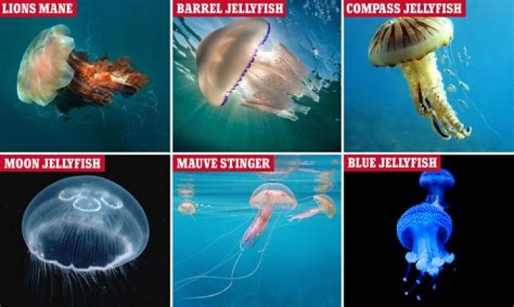 Do jellyfish in Gulf Shores sting?