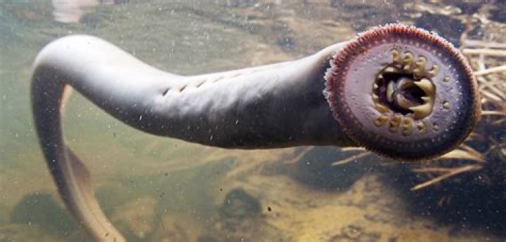 Do lampreys bite humans?