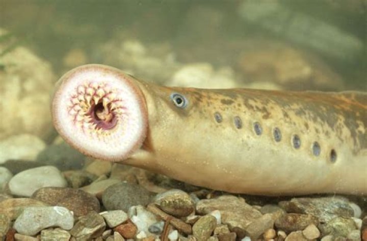 Do lampreys have a mouth?