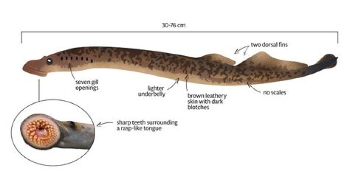Do lampreys have eyes?