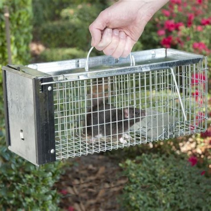 Do live traps work for rats?