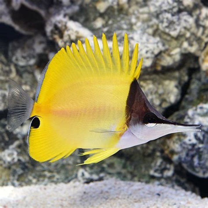 Do longnose butterfly fish eat aiptasia?