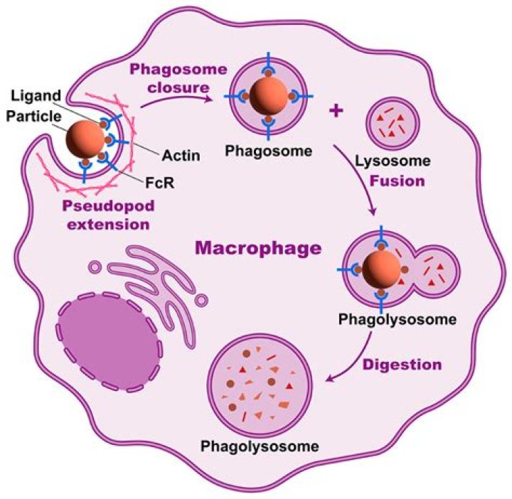 Do macrophages have NOD-like receptors?