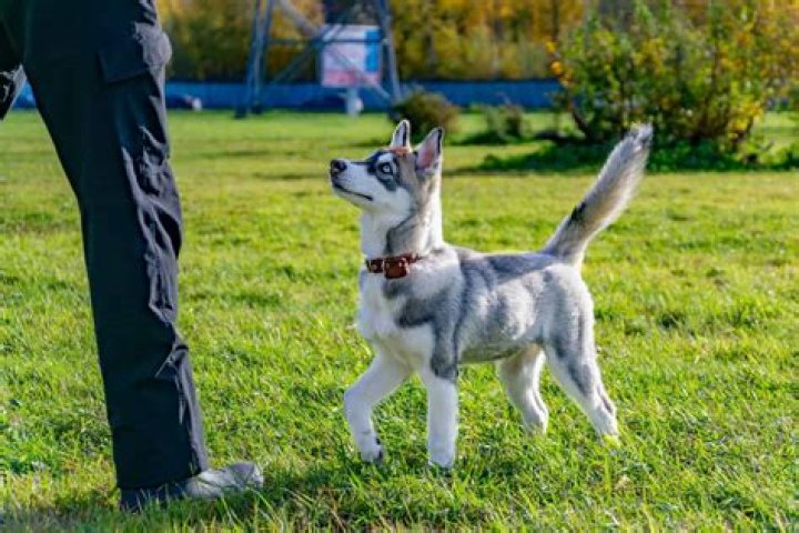 Do mini Huskies make good pets?