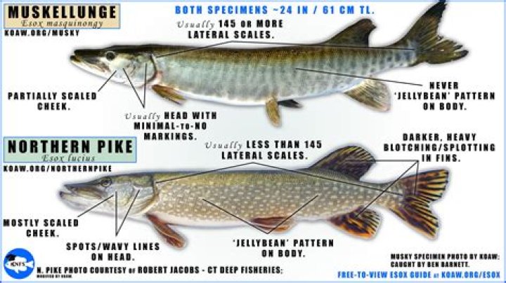 Do pike like rivers?