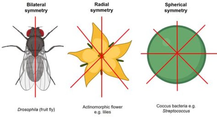 Do planarians have bilateral symmetry?