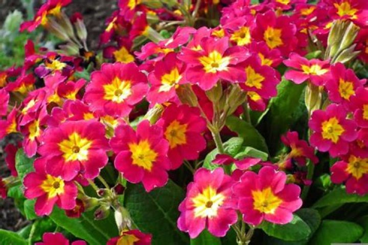 Do primroses come back every year?