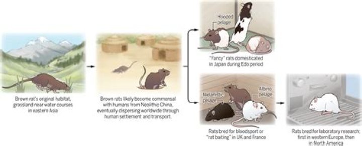 Do rats get smart about traps?