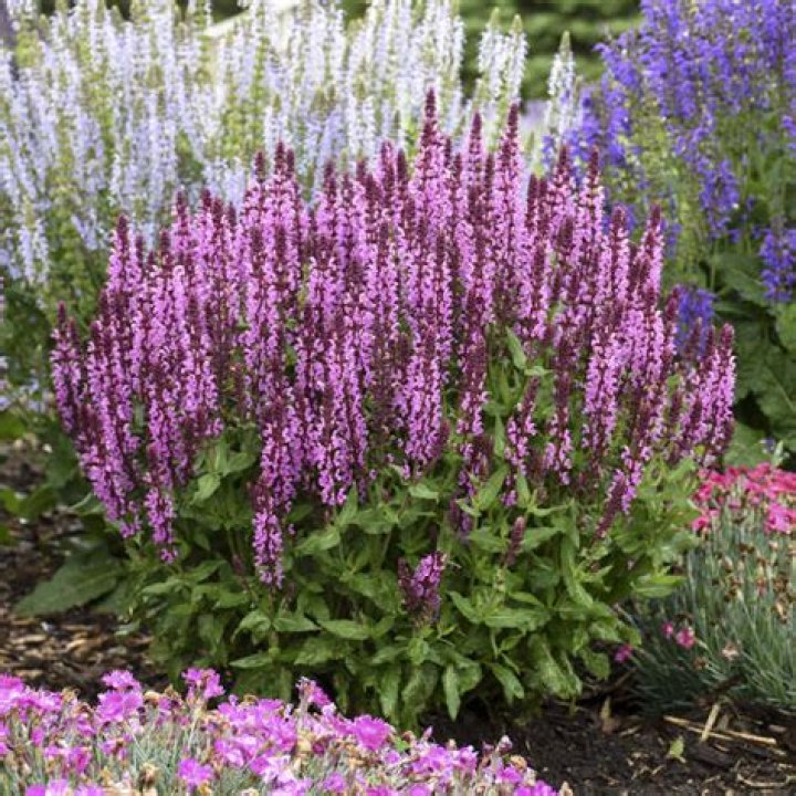 Do red salvias come back every year?