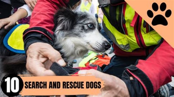 Do rescue dogs know they are rescued?