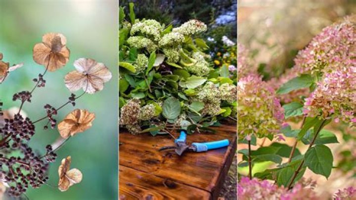 Do rose bushes need to be cut back in the fall?