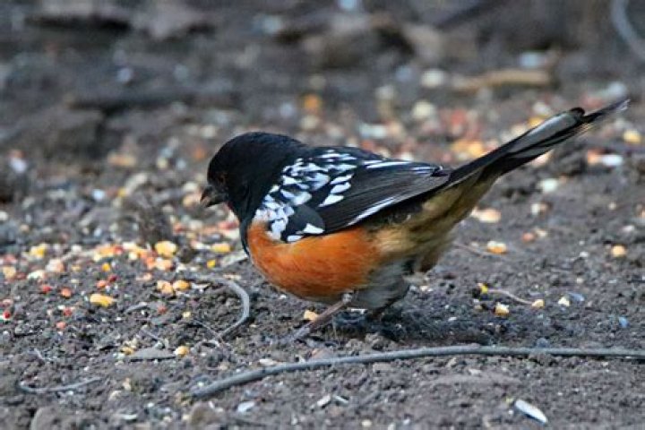 Do rufous sided towhees mate for life?
