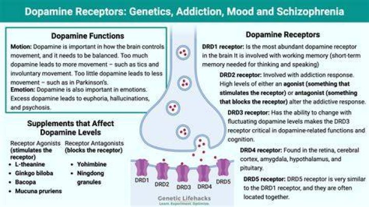 Do schizophrenics have more D2 receptors?