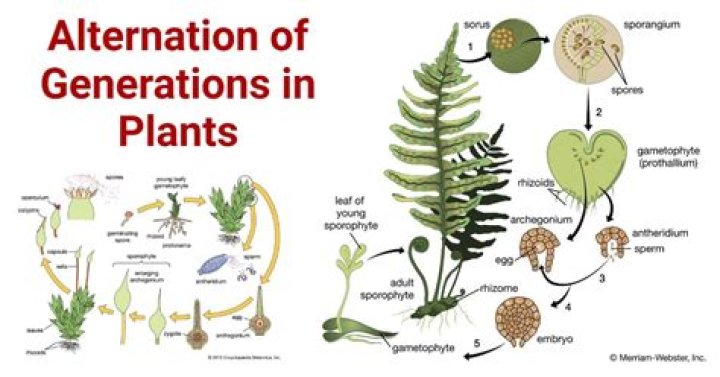Do seedless vascular plants have alternation of generations?