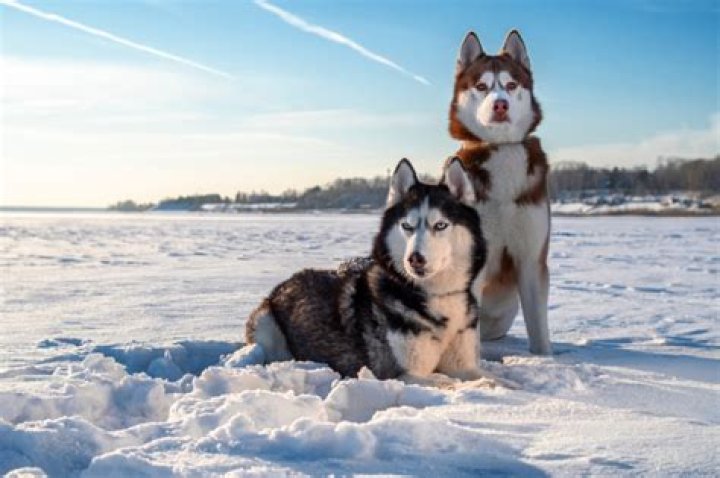 Do Siberian Huskies like snow?