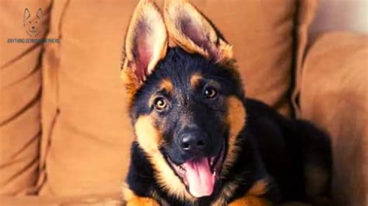 Do some German shepherds have floppy ears?