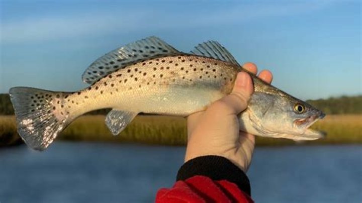 Do SP minnows float?