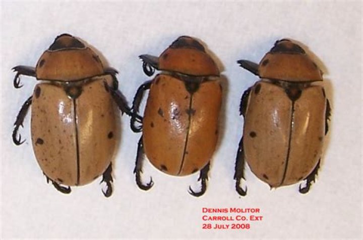 Do spotted Grapevine beetles bite?