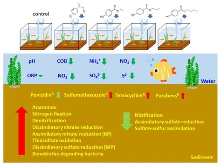 Do sulfate reducing bacteria need light?