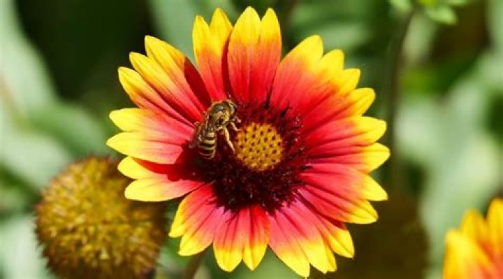 Do they have honey bees in Hawaii?