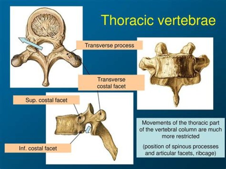 Do thoracic vertebrae have articular processes?