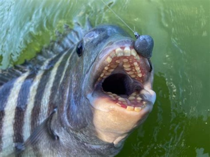 Do tiger fish have teeth?
