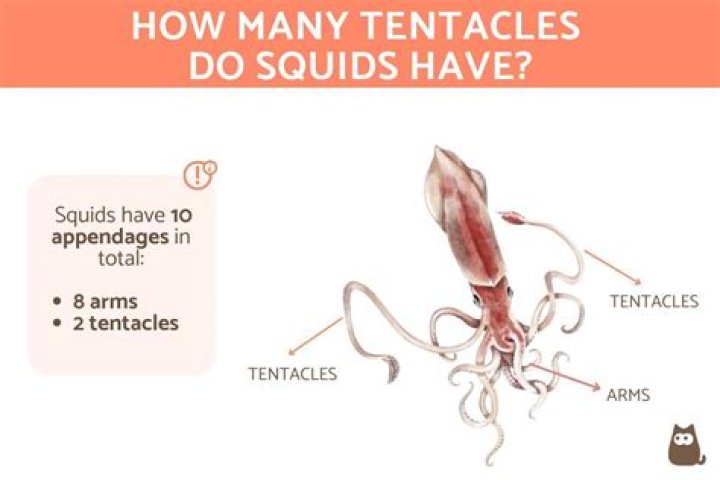 Do vampire squids have tentacles?