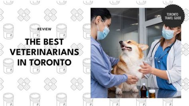 Do veterinarians get to travel?