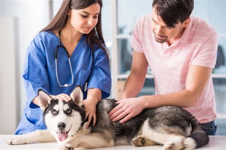 Do vets love dogs?