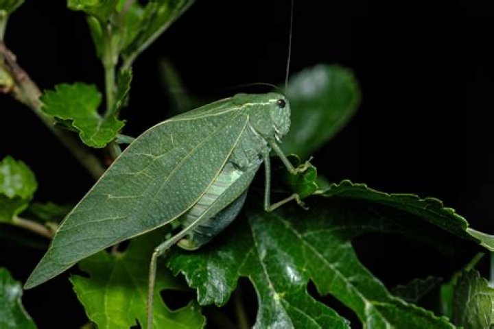 Do we have katydids in NZ?