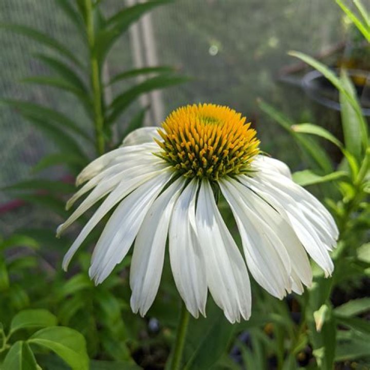 Do white coneflowers spread?