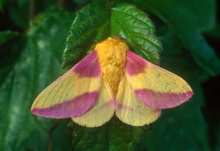 Do yellow lights keep moths away?
