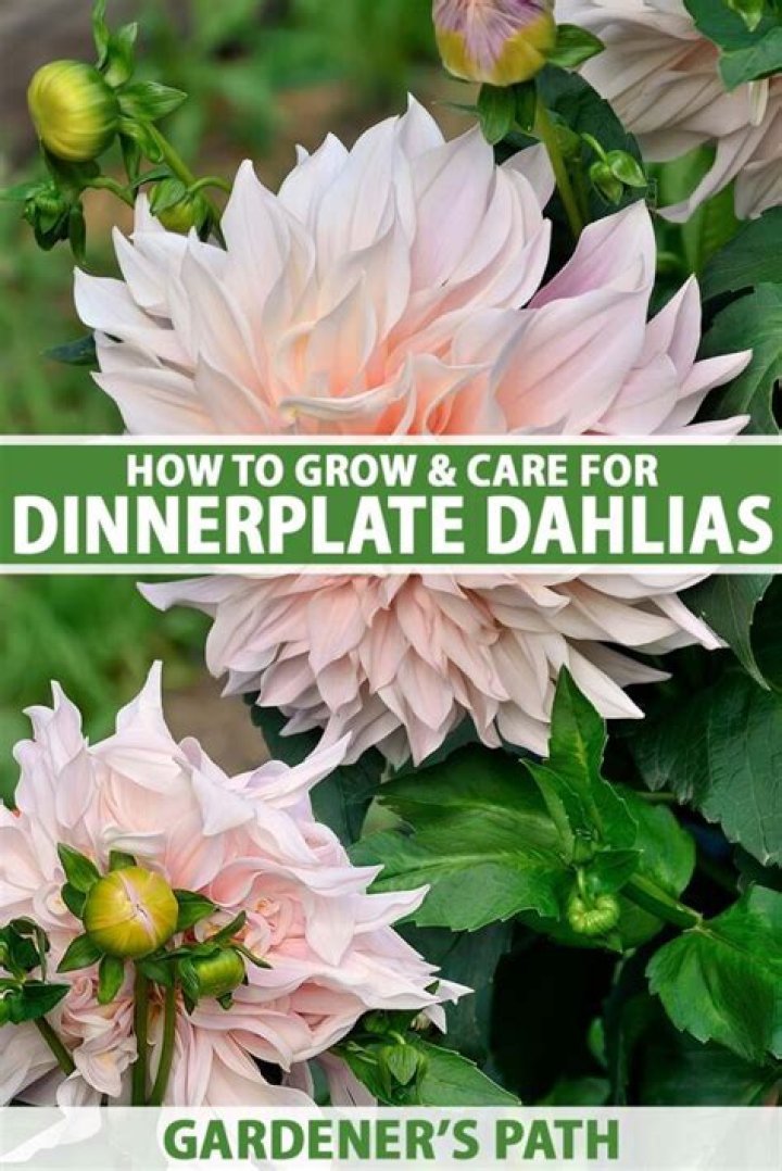 Do you deadhead dinner plate dahlias?