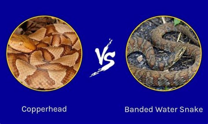 Does a banded water snake bite?