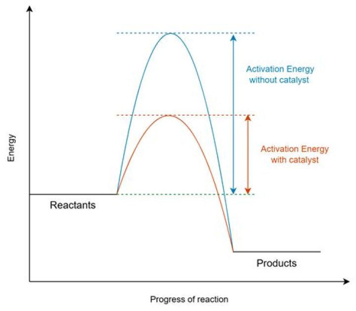 Does a catalyst affect the activation energy of the reverse reaction?