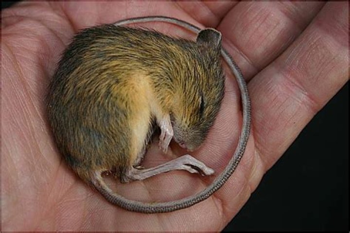Does a meadow jumping mouse hibernate?
