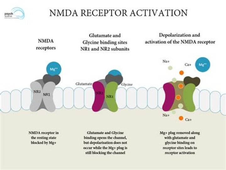 Does AMPA activate NMDA?