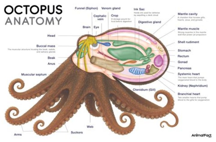 Does an octopus have 8 arms or legs?