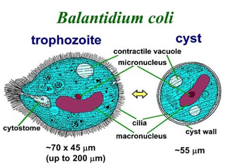 Does Balantidium coli form cyst?
