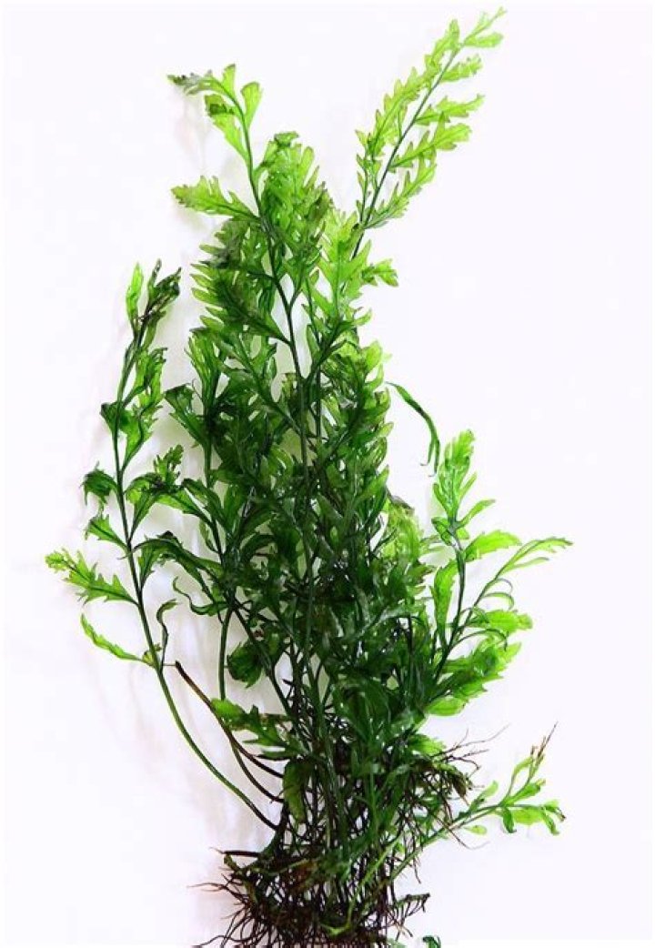 Does Bolbitis Heudelotii need CO2?