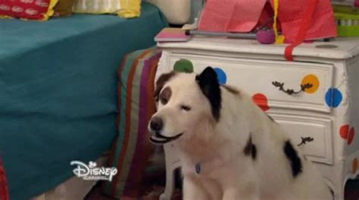 Does Disney+ Have Dog with a Blog?