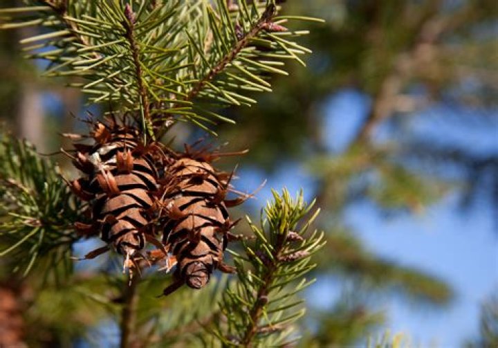 Does Douglas fir have cones?