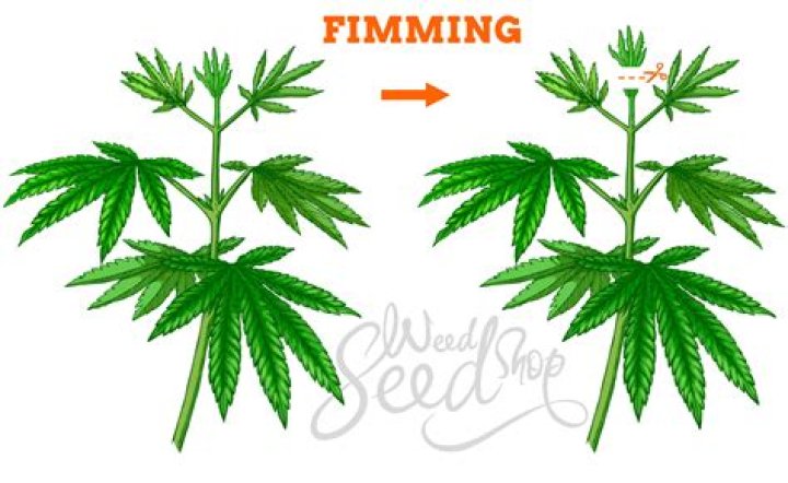 Does Fimming really work?