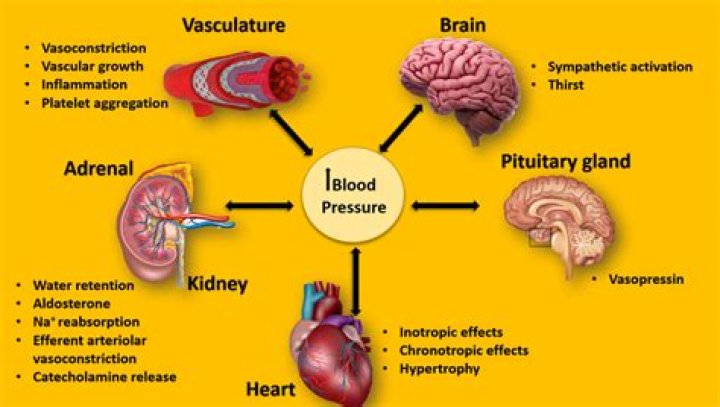 Does forskolin affect blood pressure?