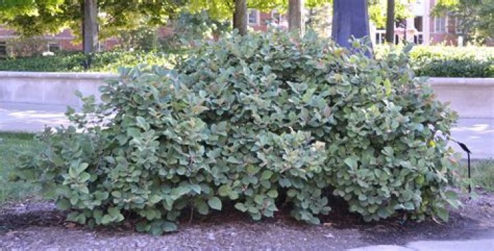 Does fothergilla need full sun?