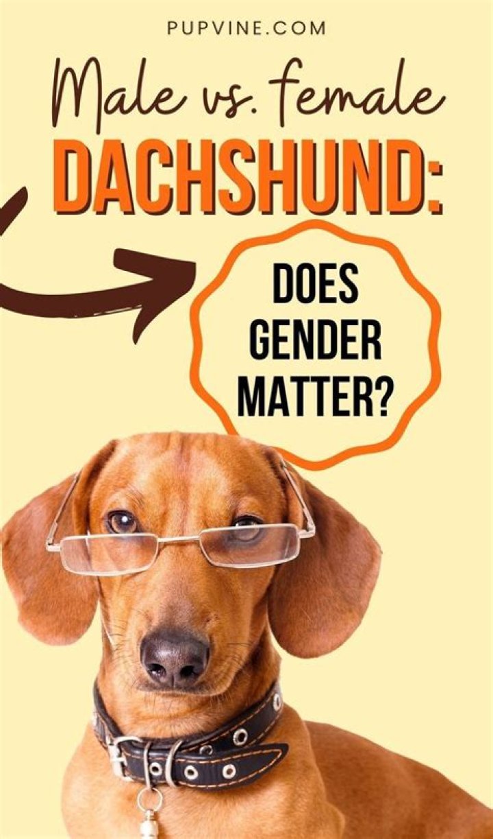 Does gender matter when getting a dog?