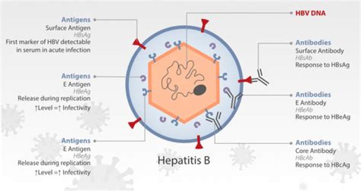 Does Hepatitis B contain RNA?